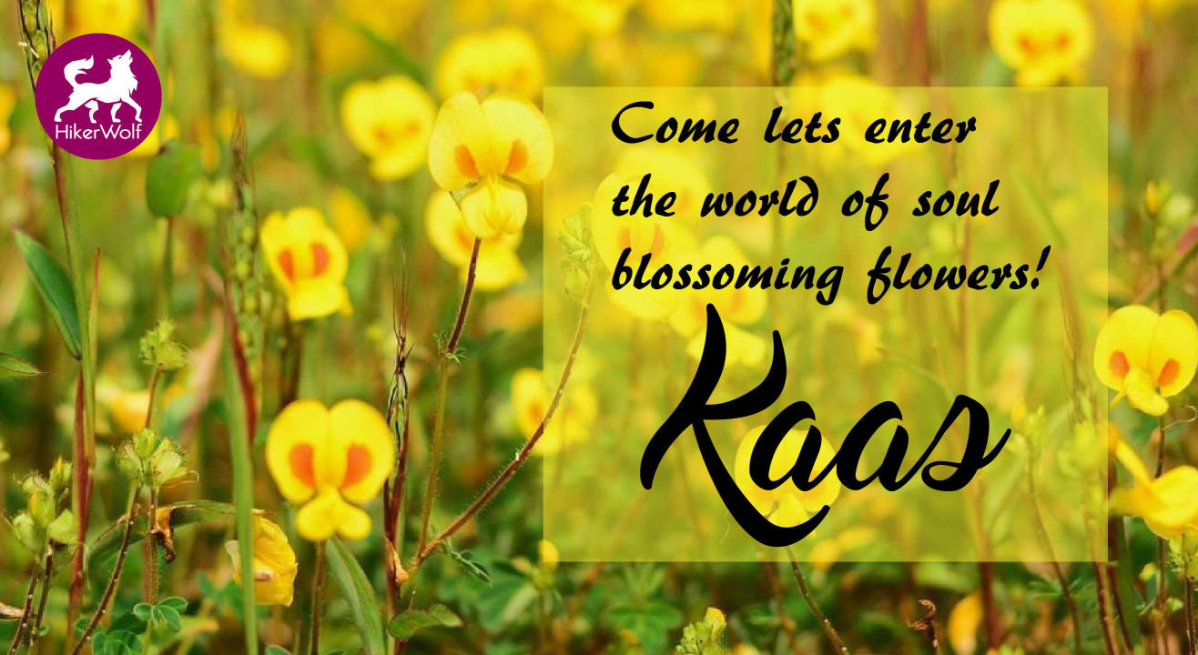 Trip to Kaas Plateau