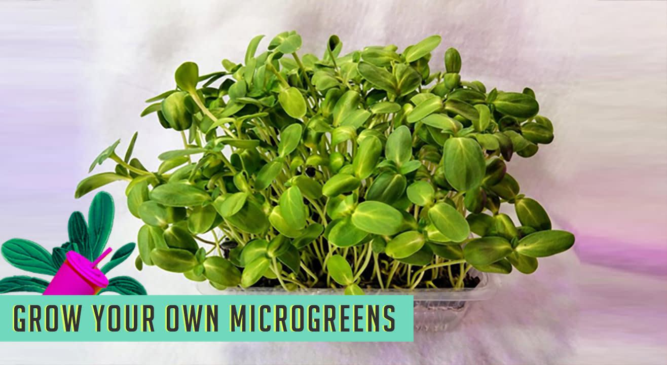 Grow Your own Micro Greens At The Lil Flea