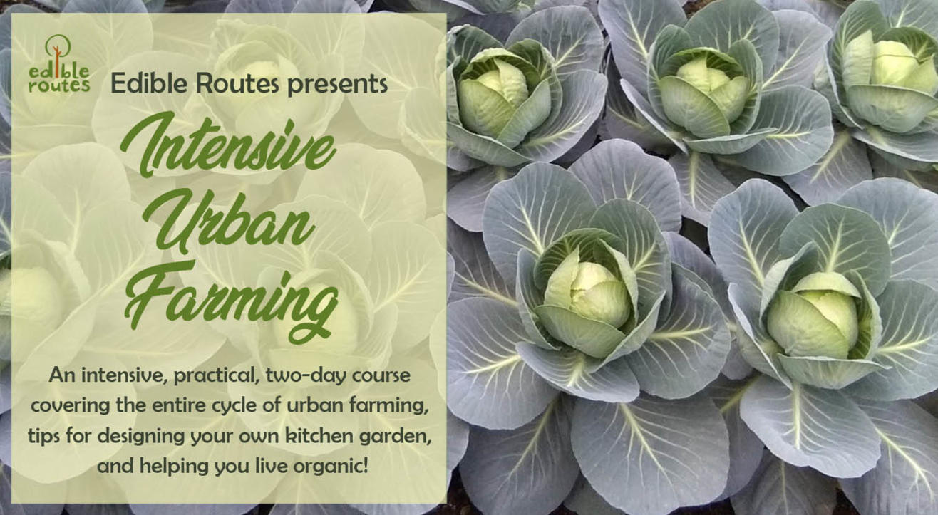 Urban Farming Intensive Course