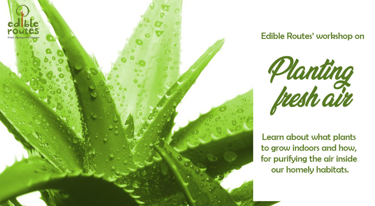 Air-Purifying Plants