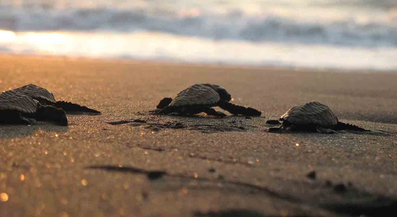 Velas Turtle Festival | Adventure Geek