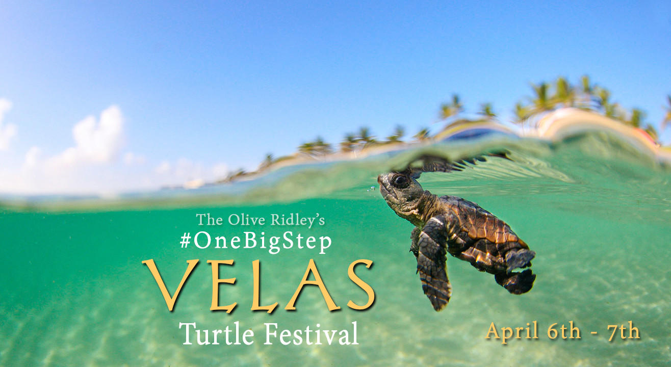 One Big Step - The Olive Ridley's Turtle Festival at Velas