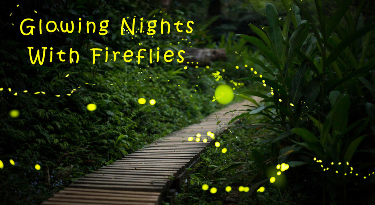 Glowing Nights With Fireflies by Miles & Smiles