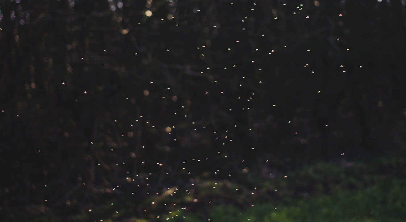 Rajmachi Fireflies Trek - Insider.in