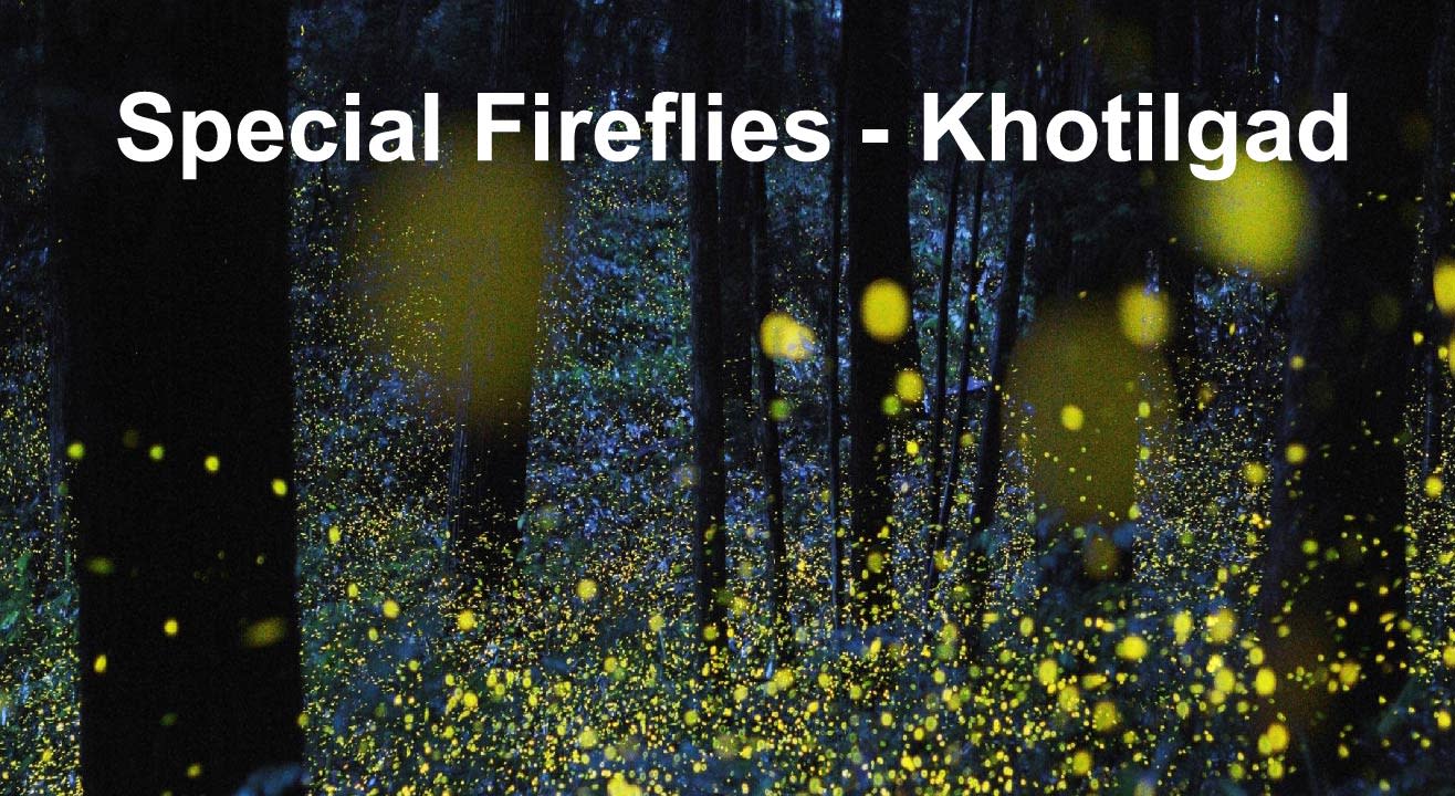 FireFlies Special Khotilgad | Trek India