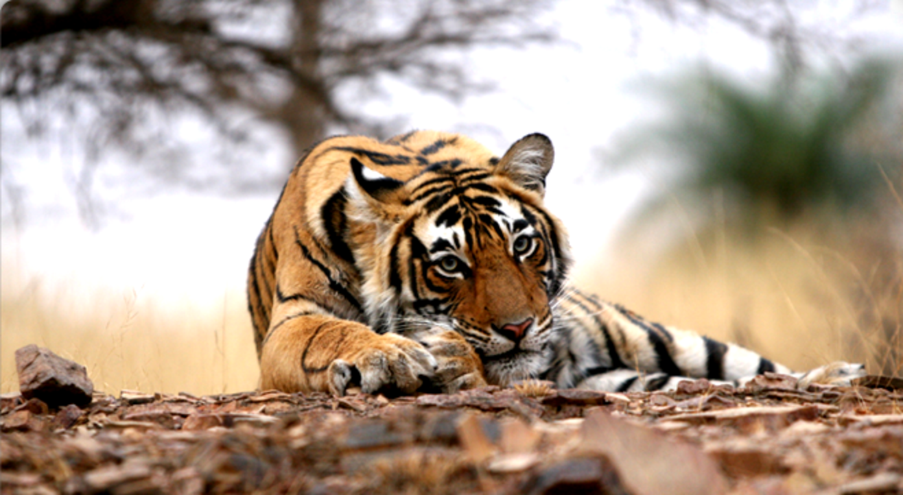 Ranthambore National Park Wildlife Safari