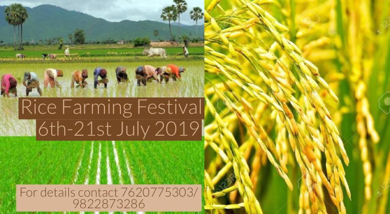 Rice Plantation (भात लावणी) with the Farmers