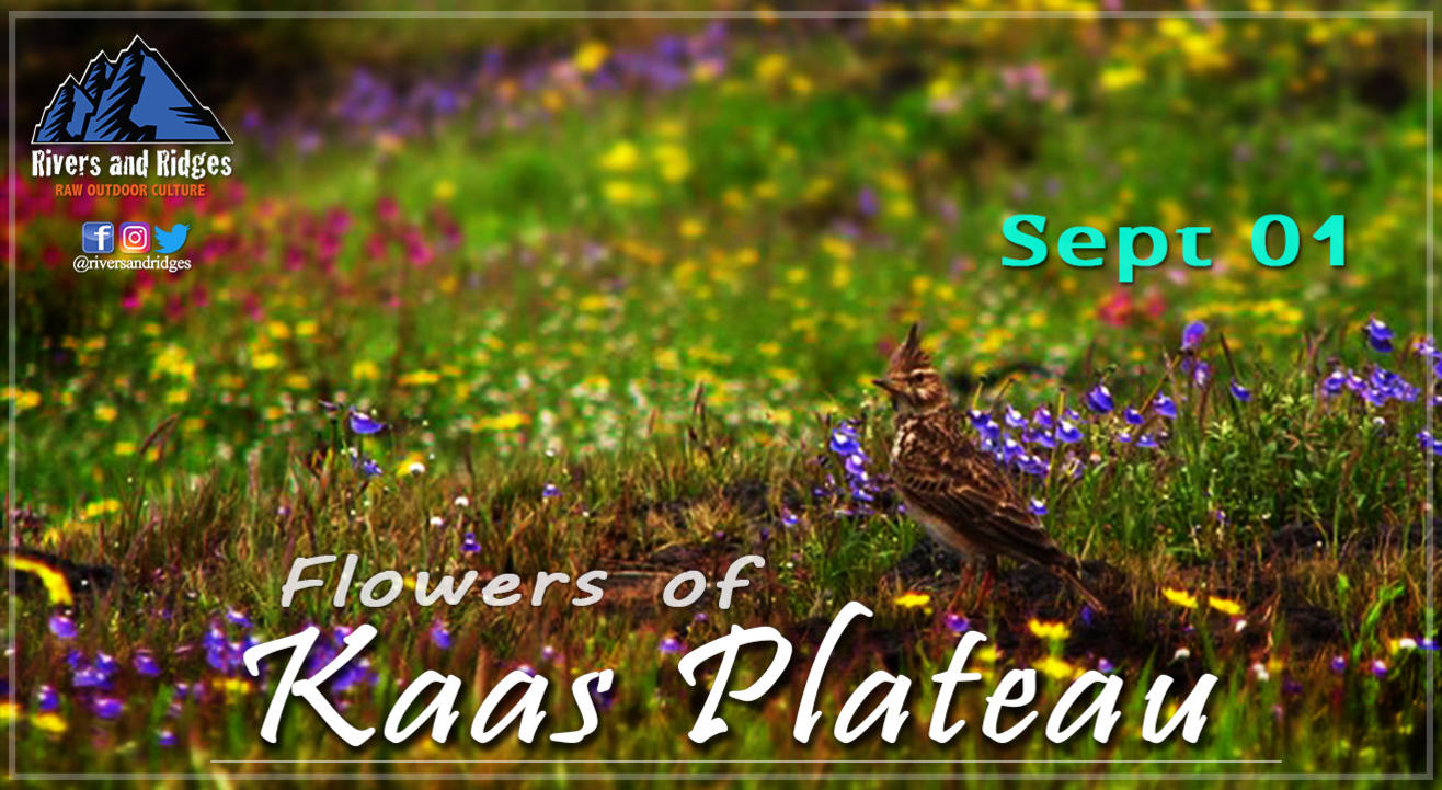 Flowers of Kaas Plateau