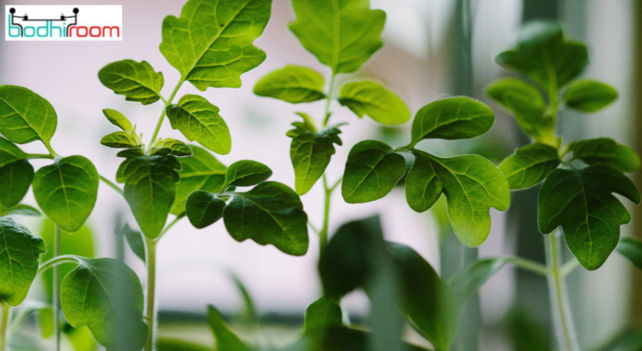 Intro to Hydroponics