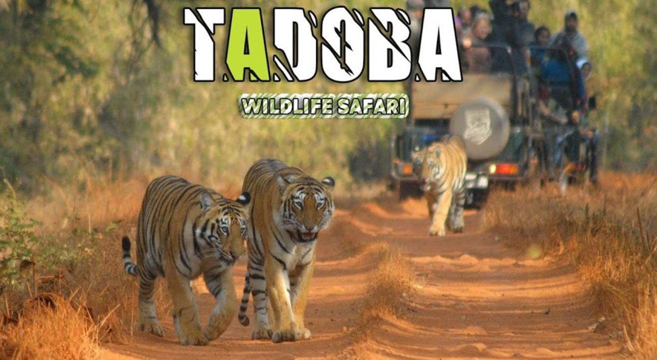 Tadoba Wildlife Safari | Travel Trikon