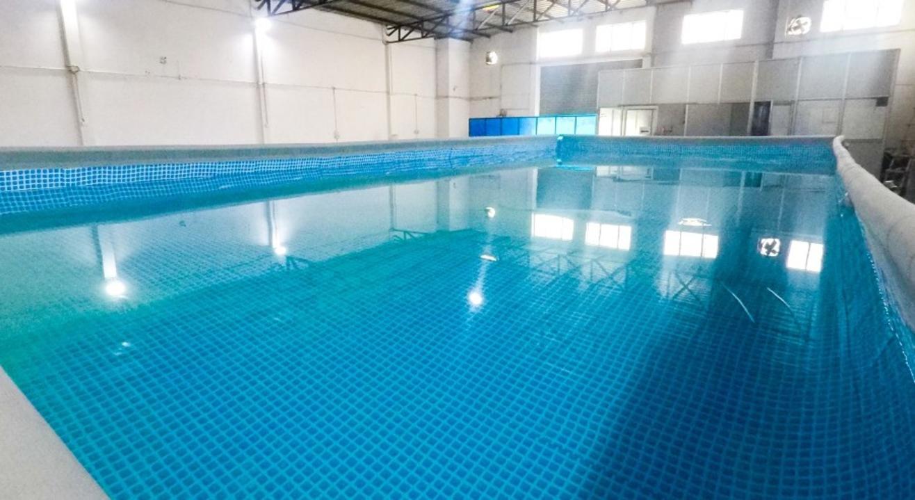 Fitso SEALs Swimming Classes Swiss Cottage