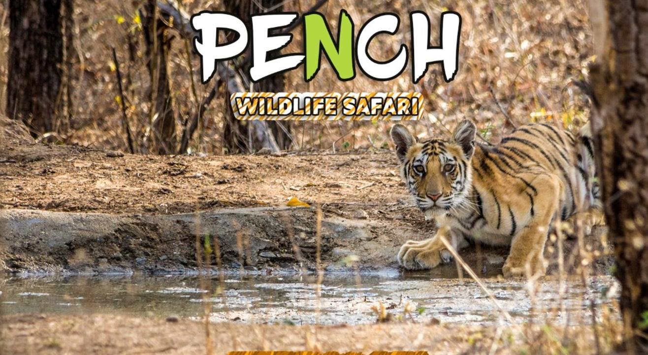 Pench National Park Wildlife Safari | Travel Trikon Pench National Park Wildlife Safari | Travel Trikon