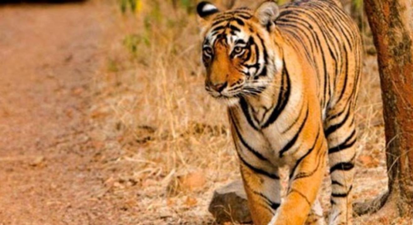 Bandhavgarh Wildlife Safari | Travel Trikon 