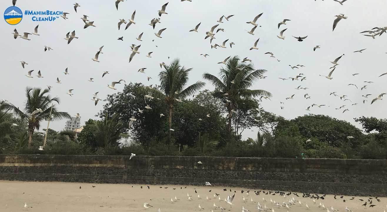 #MahimBeachCleanUp