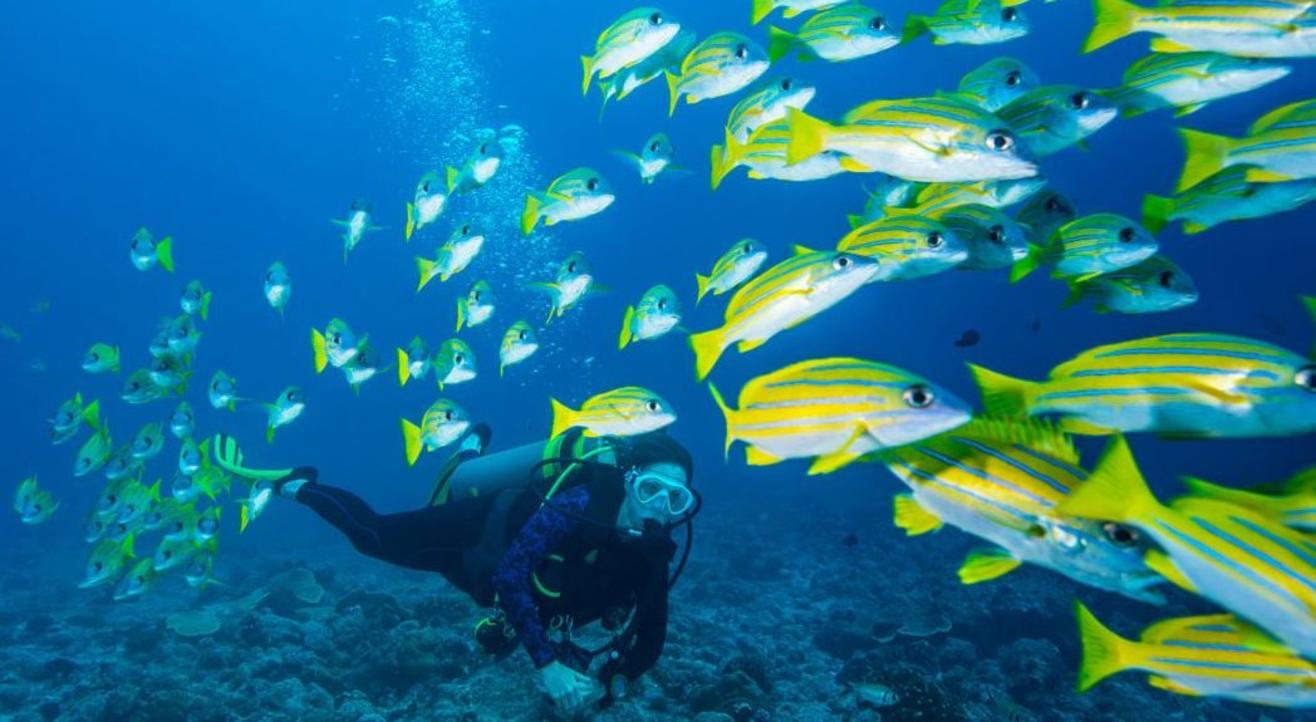 Scuba Diving Near Vasco