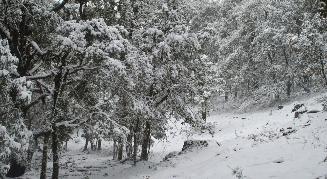 Nag Tibba Trek