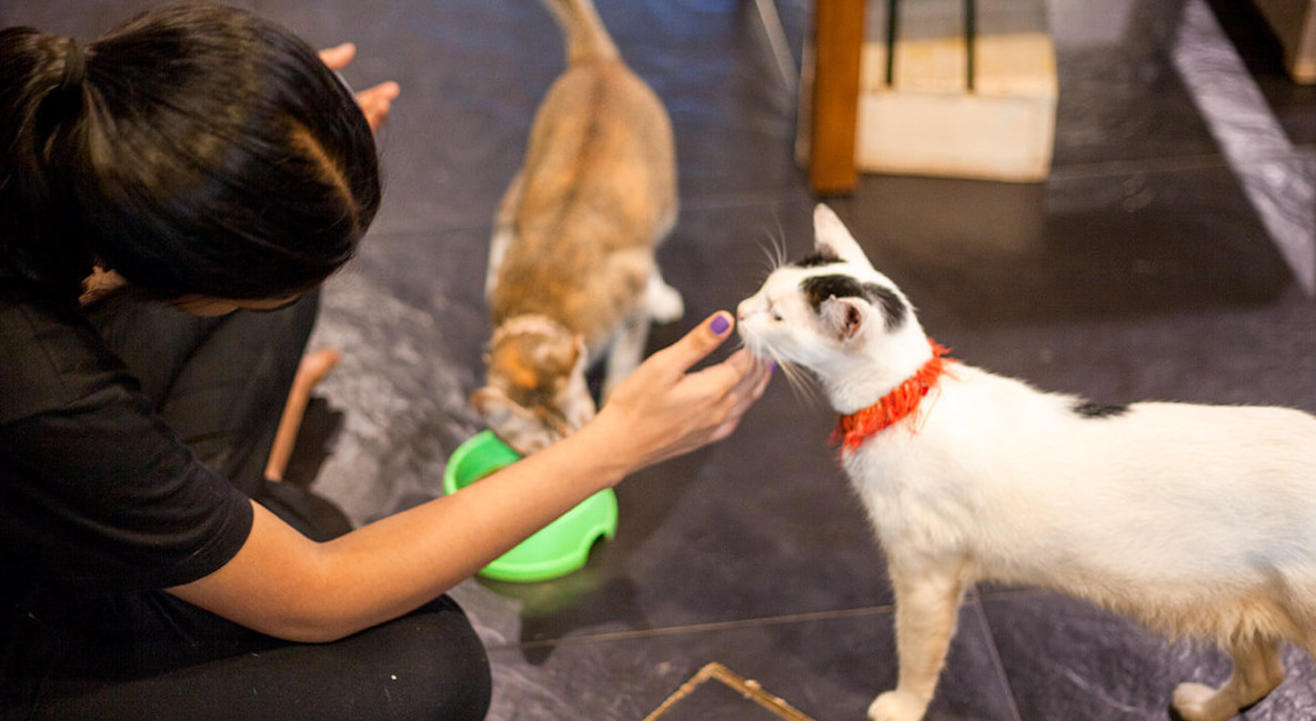 Volunteer at Cat Cafe Studio