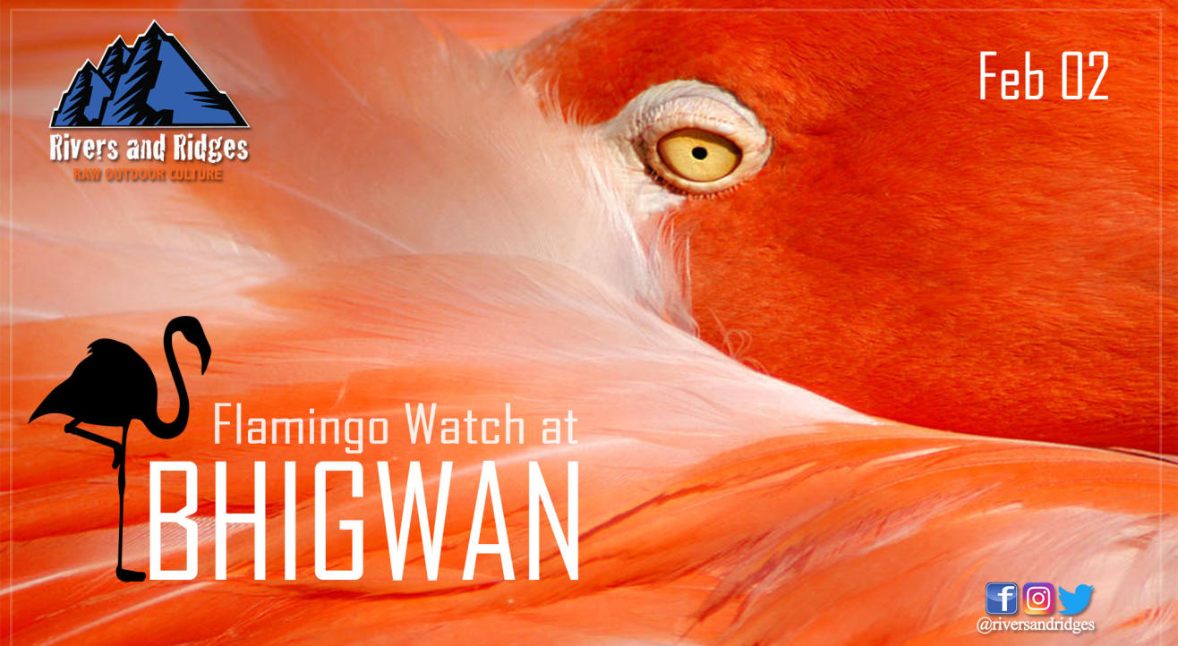 Bhigwan- Flamingo Watch 2020 B1