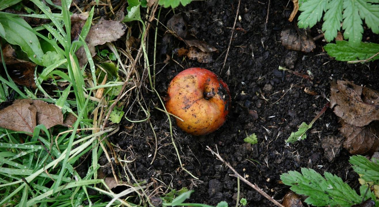 Composting for Beginners