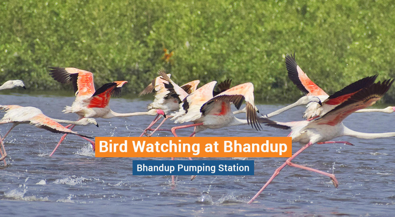 Bird Watching at Bhandup Pumping Station