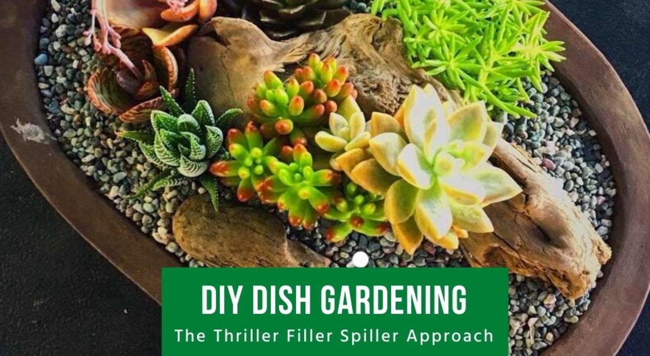 DIY Dish Gardening - The Thriller Filler Spiller Approach