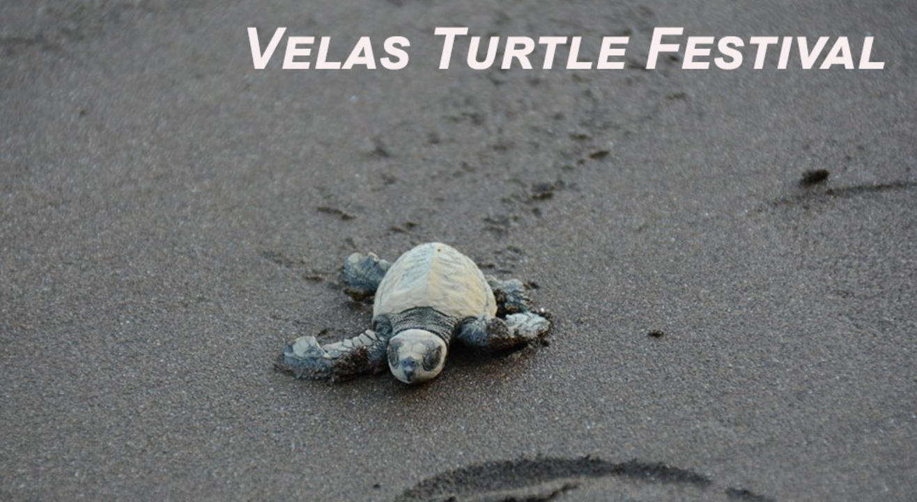 Velas Turtle Festival | Trek India