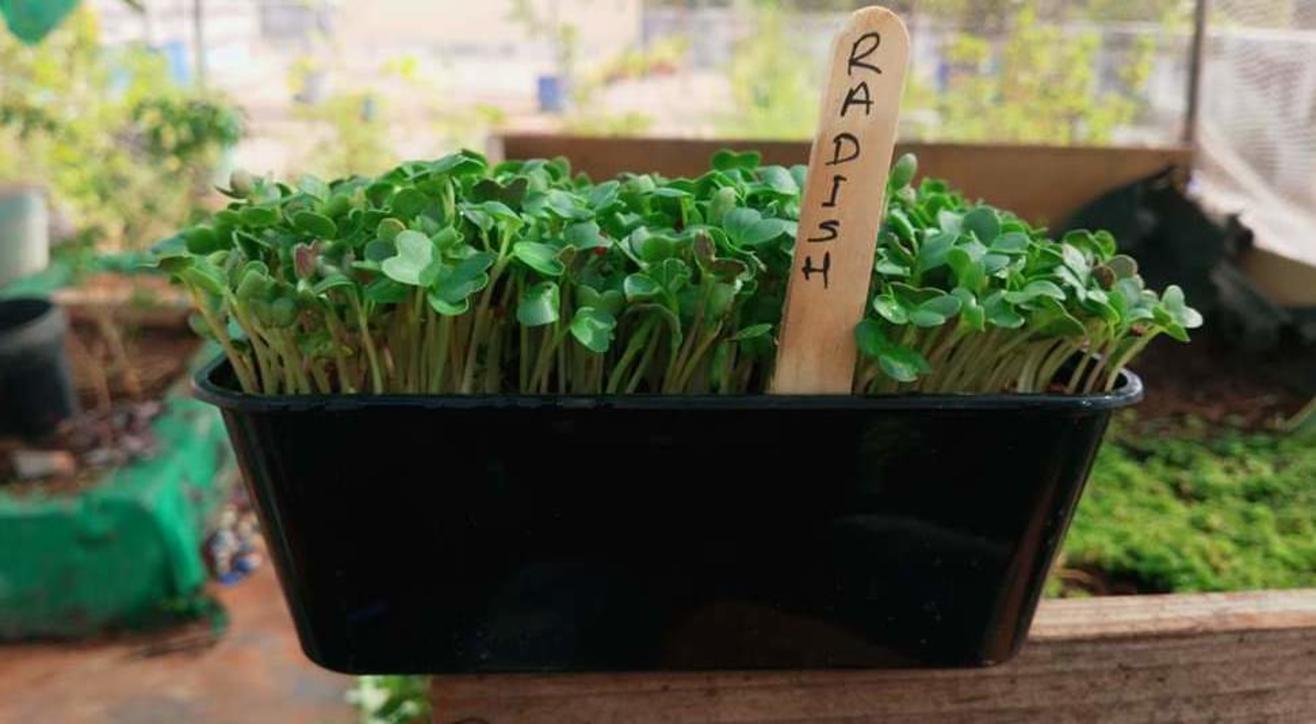 Online workshop: Microgreen growing