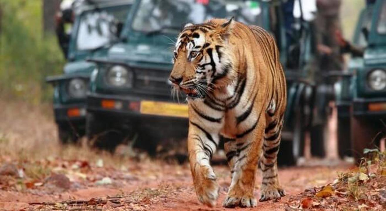 Ranthambore The land of legends - Motorcycle Tour