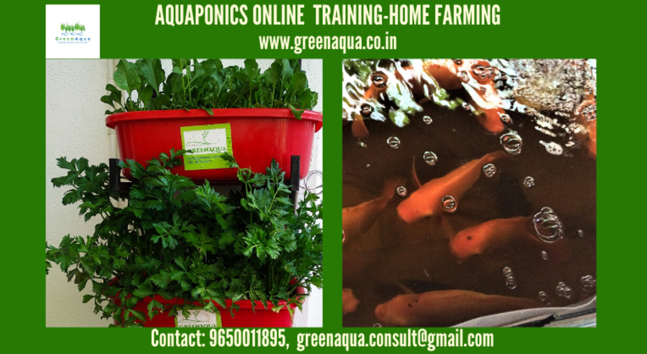 Aquaponics Online Workshop: Home Farming