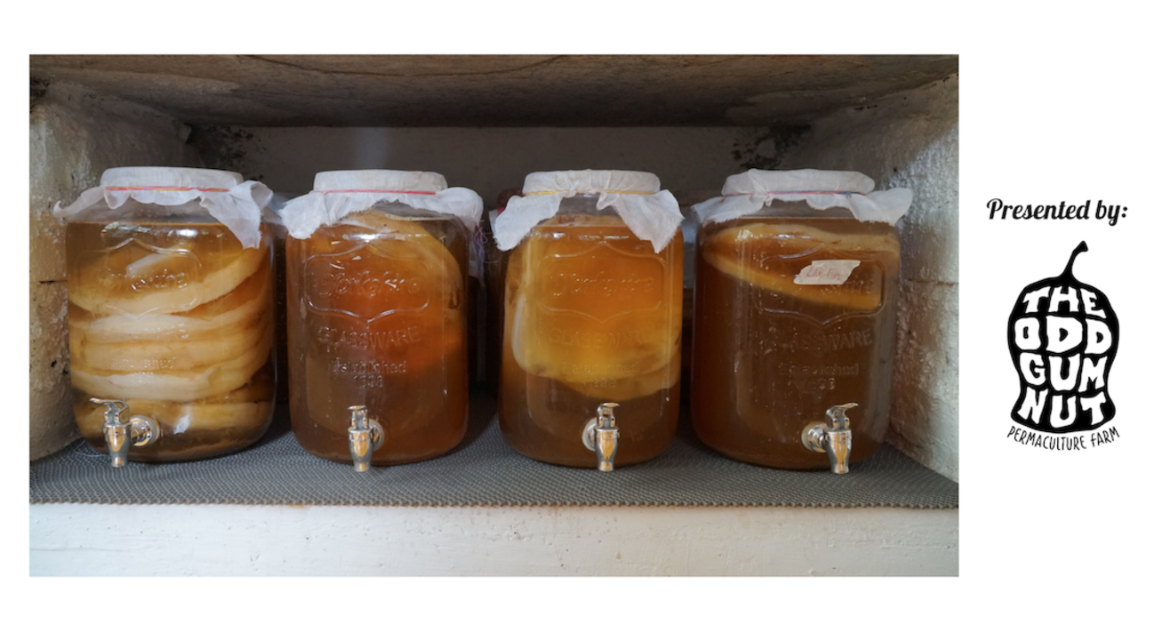 Kombucha Deep Dive