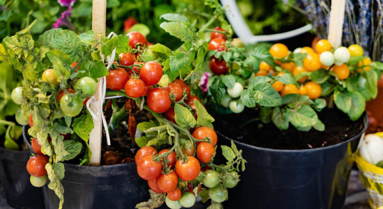  Spactre Masterclass : Vegetable Gardening : Grow Heathly and Fresh Herbs & Vegetables at Home