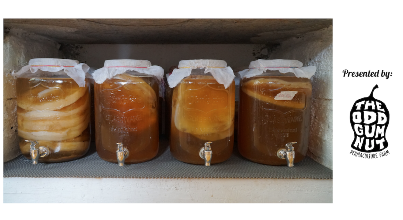 Kombucha Deep Dive