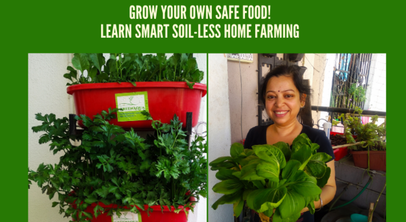 Grow your own greens! Soil-less smart home farming, pure for sure!