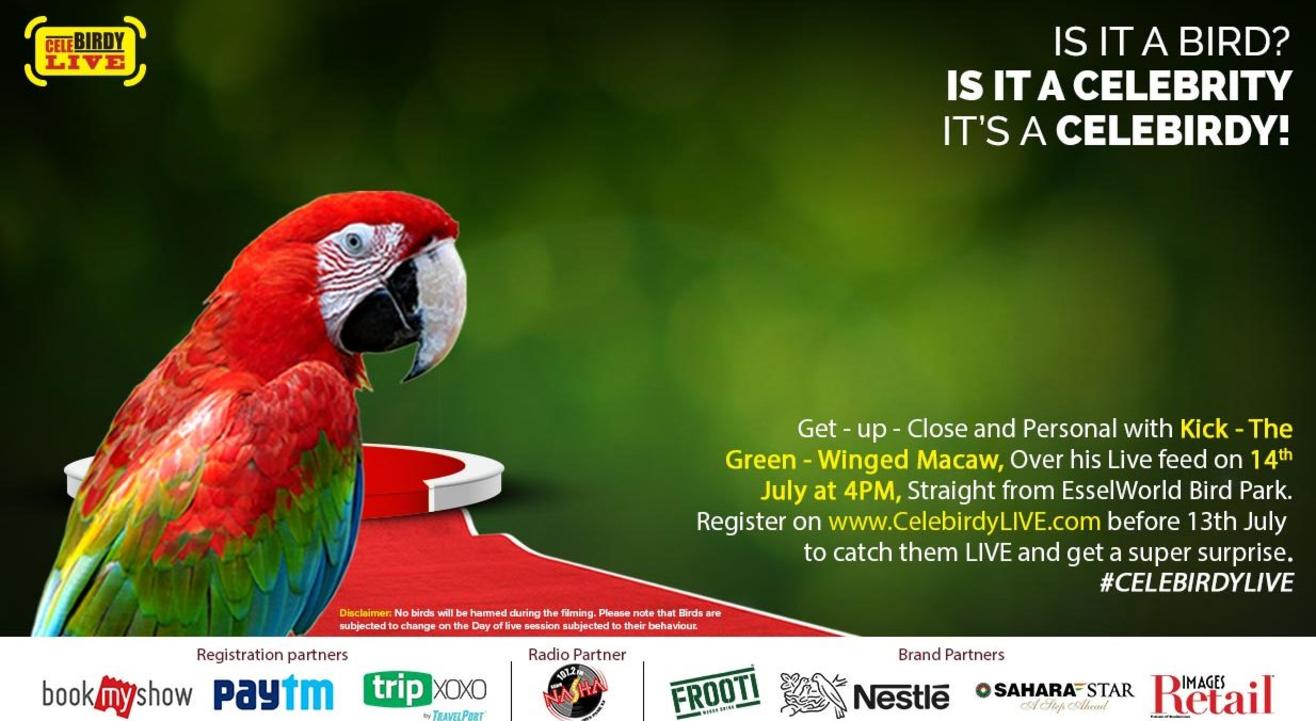 Get up-close and personal with Kick - The Green-Winged Macaw