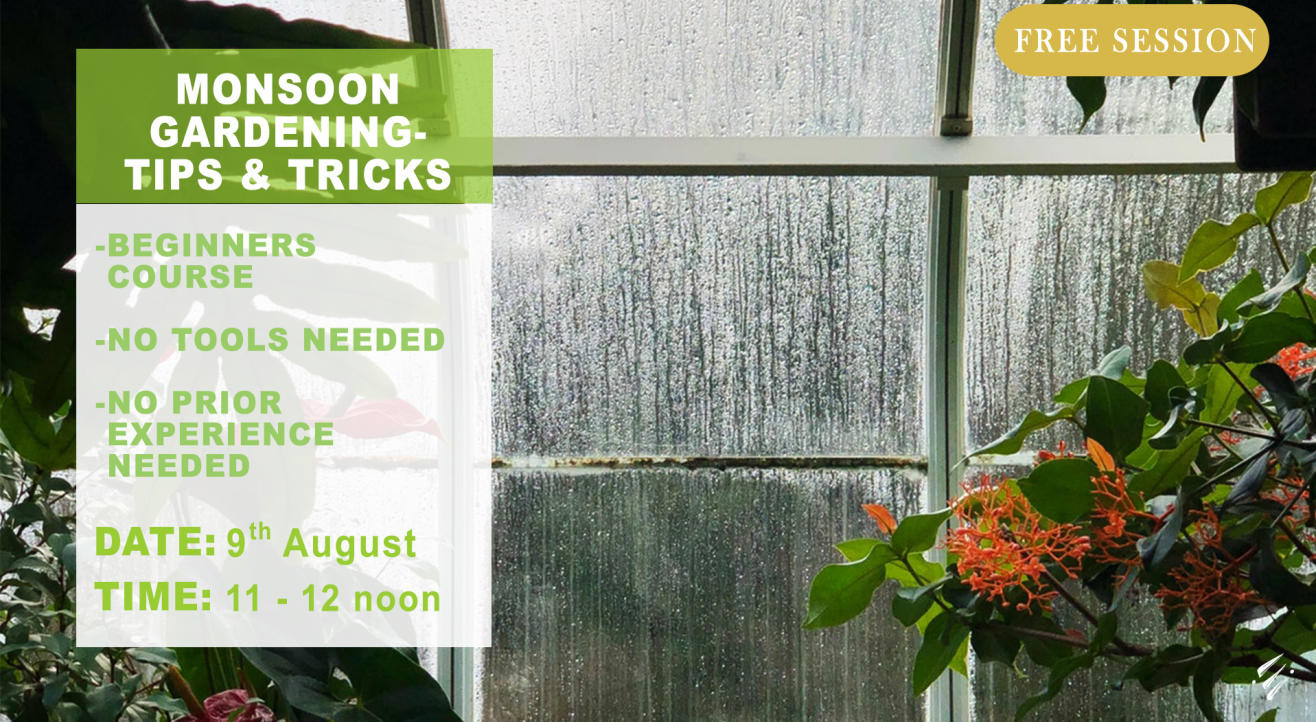 Monsoon Gardening – Tips & Tricks