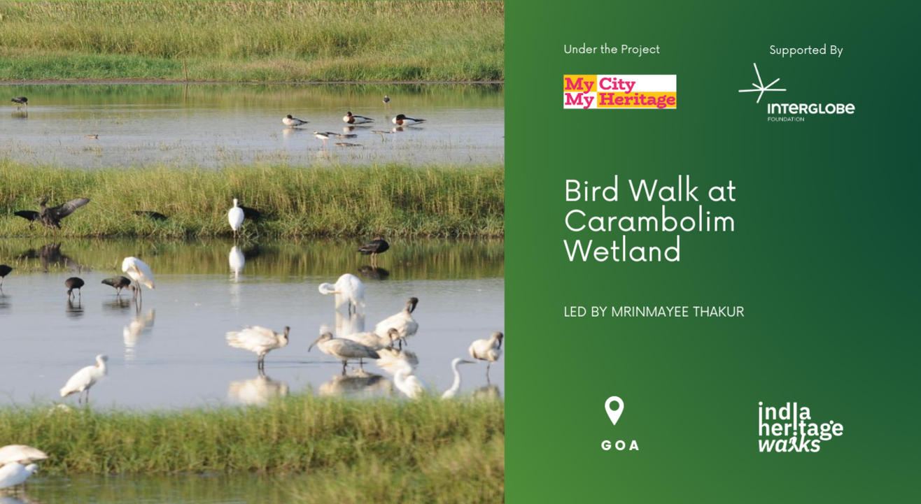 Bird Walk at Carambolim Wetland