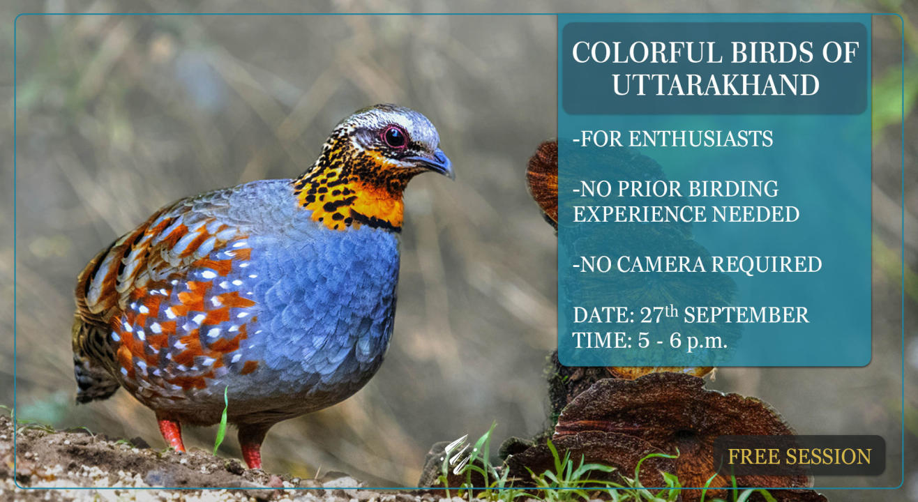 Colorful Birds of Uttarakhand