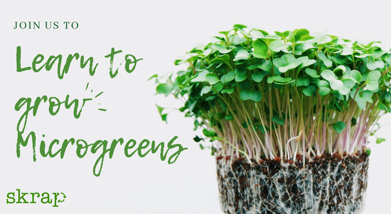 Learn how to Grow Microgreens!