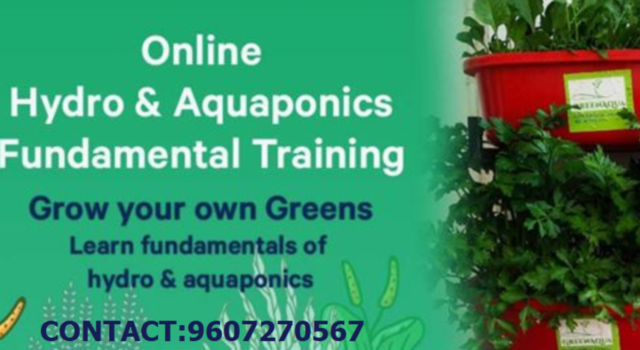 Hydroponics or Aquaponics? Learn both to decide wise!