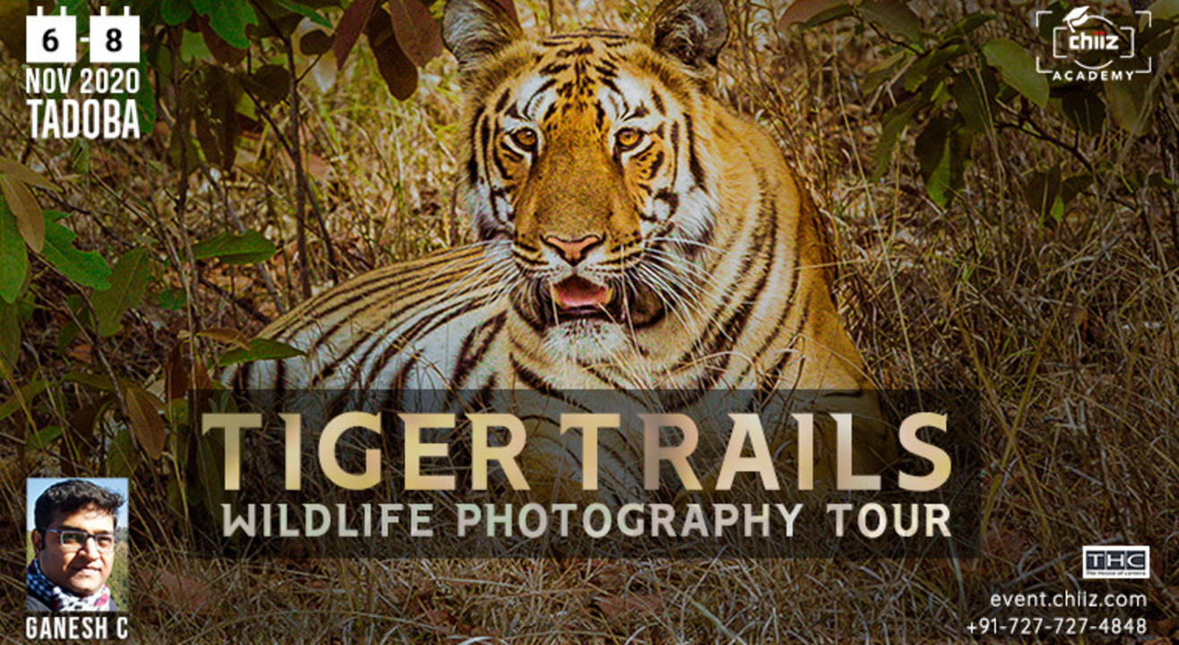 TADOBA WILDLIFE PHOTOGRAPHY TOUR