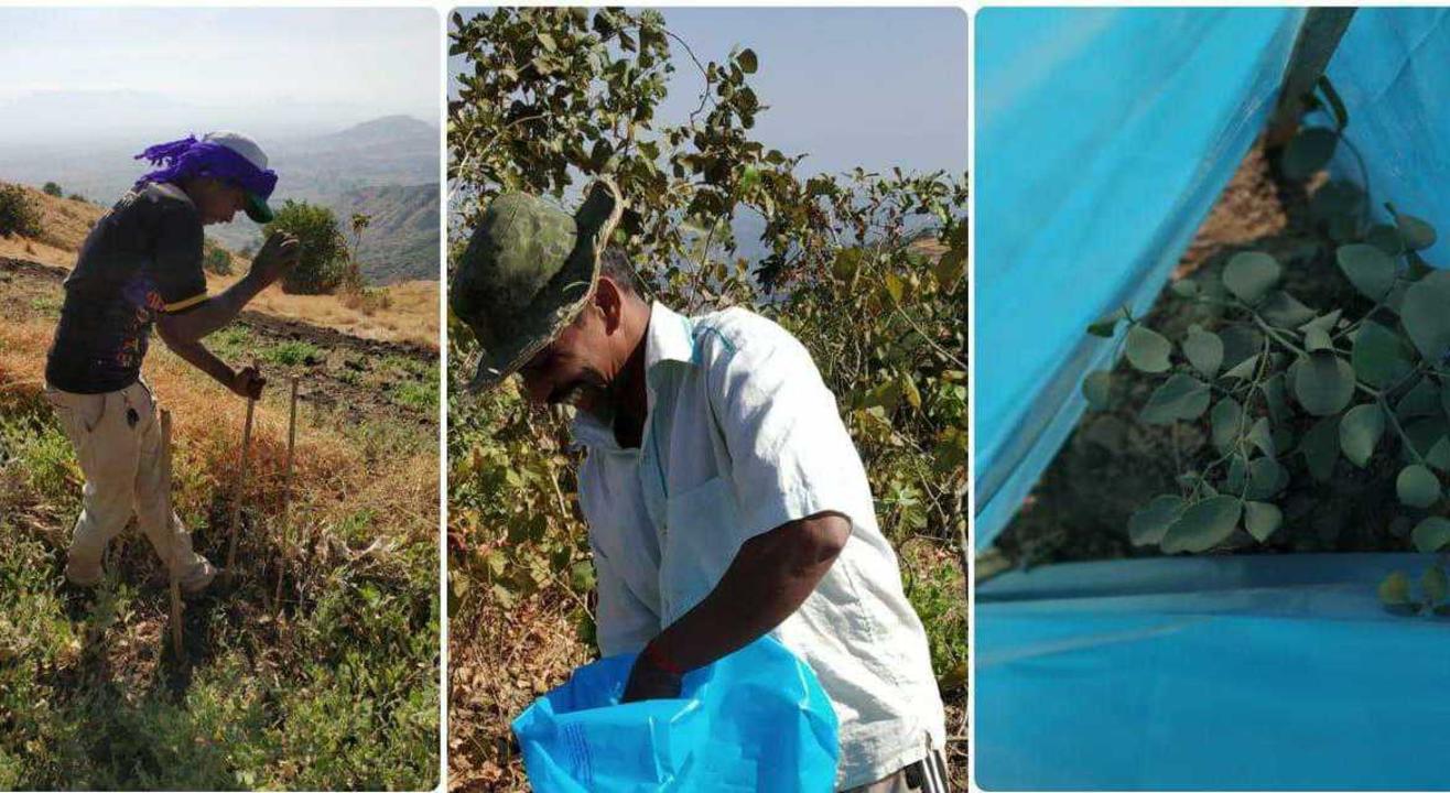 Protect saplings at Taloja Hill with tree guards