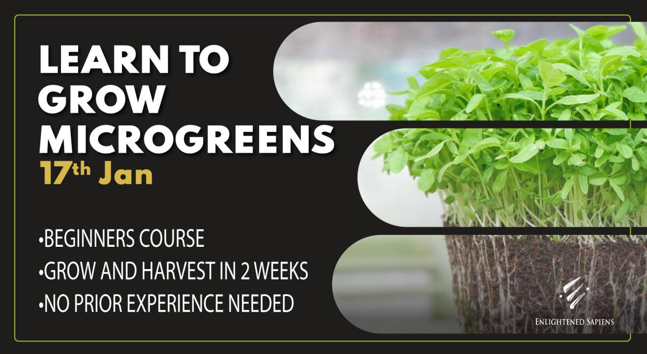 Learn to grow Microgreens