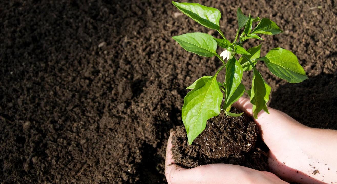 Composting at Home