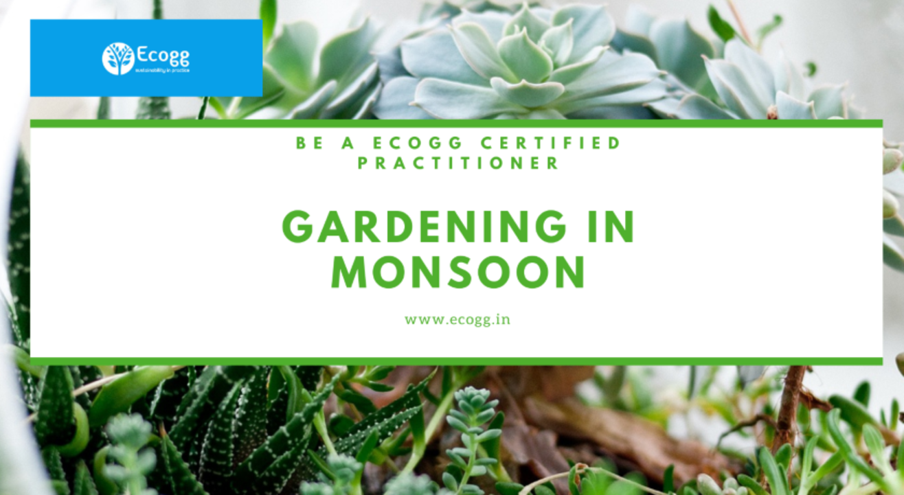 GARDENING IN MONSOON