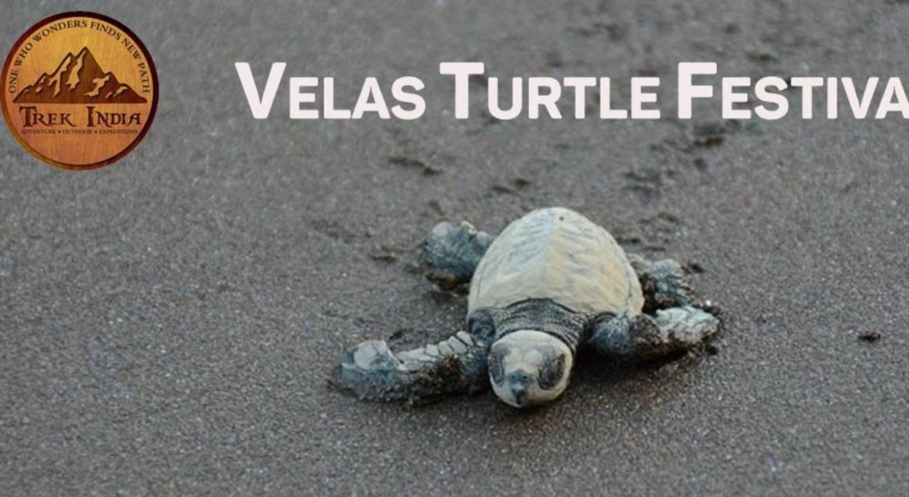 Velas Turtle Festival