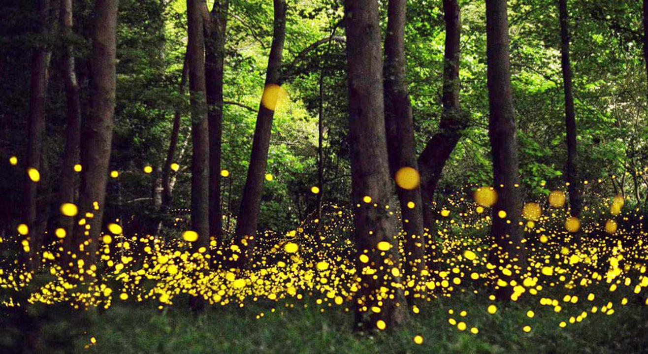 Bhandardara Fireflies Camping | Trek India