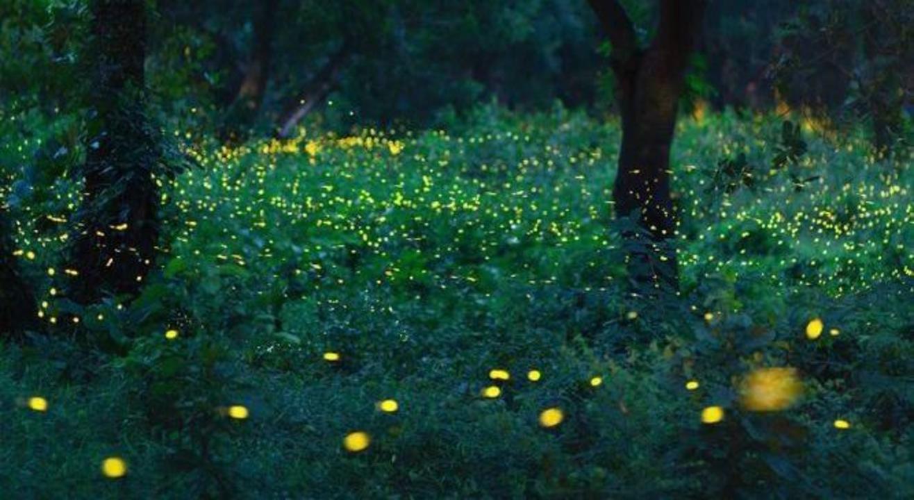 Bhandardara Lakeside Fireflies Festival Camping