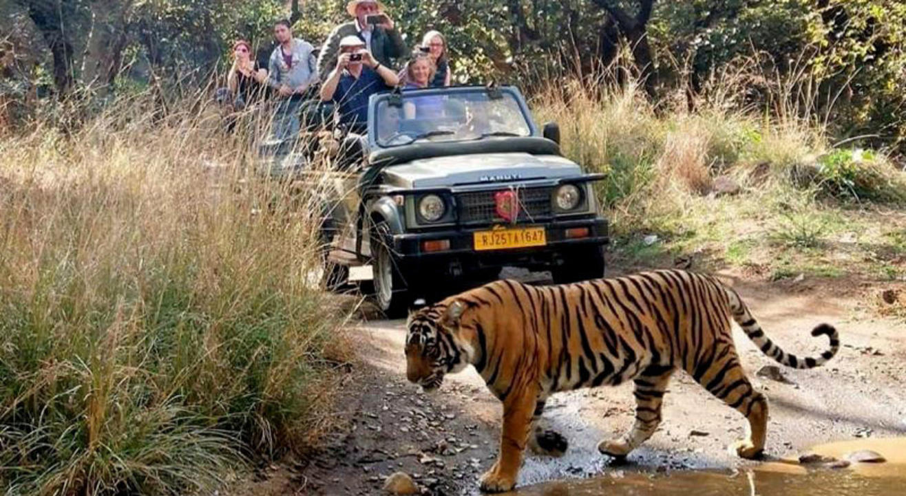 Ranthambore National Park Safari by TripAdvisor Tour