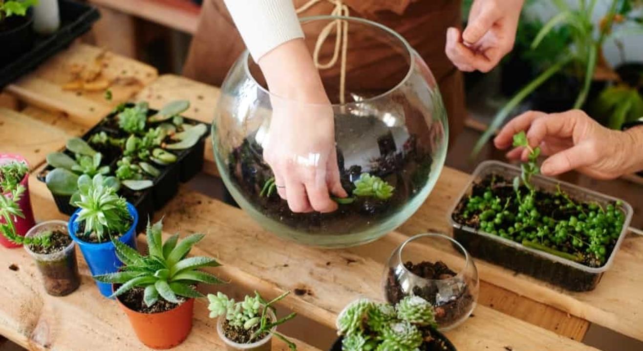 Terrarium Making Workshop 