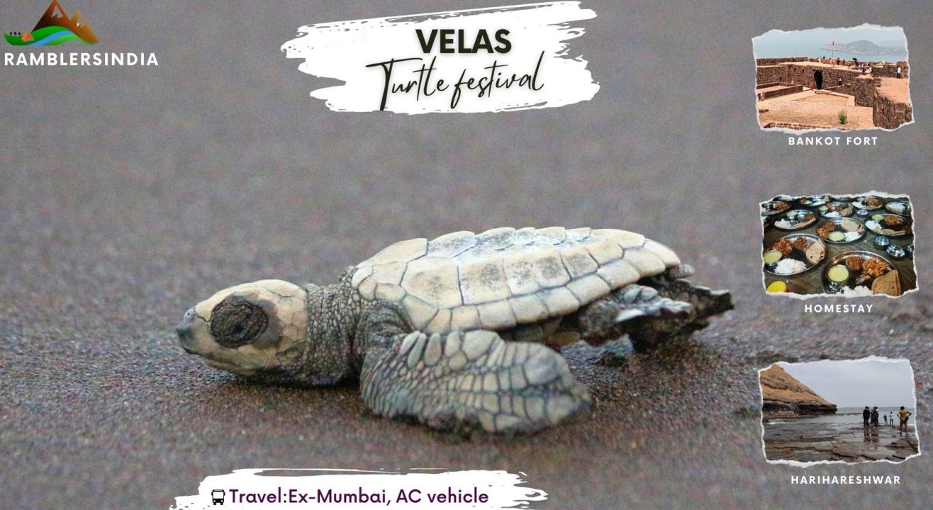 Velas Turtle Festival with Homestay